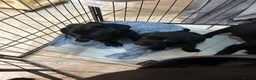 Labrador Retriever dogs for sale: 4Beautiful Black Males  - Advert 4