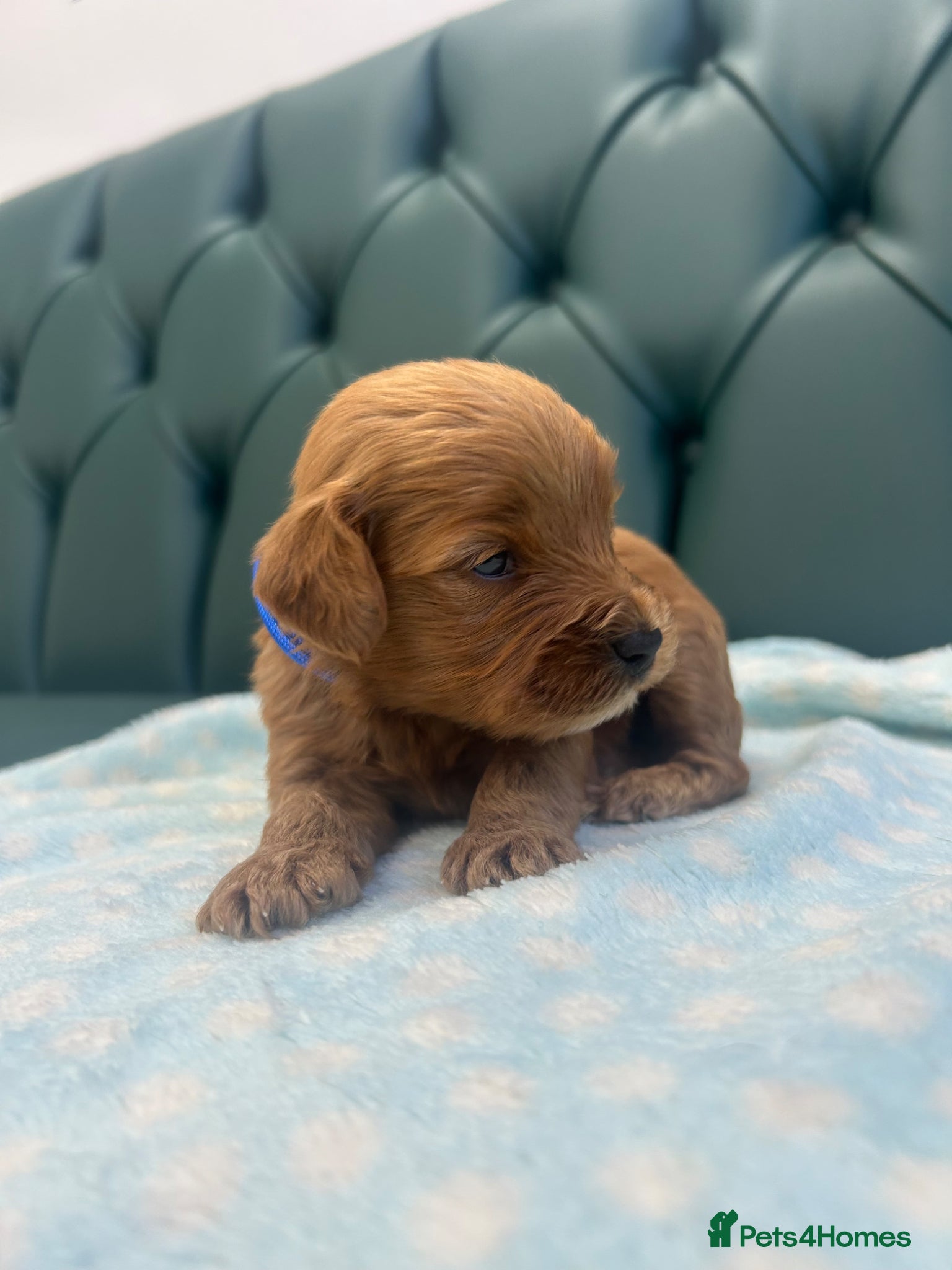Cockapoo dogs 5⭐️ Licensed breeder. F1 cockapoo PRA Clear - Advert 2