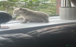 British Shorthair cats for sale: Beautiful British short hair kittens  - Image 26