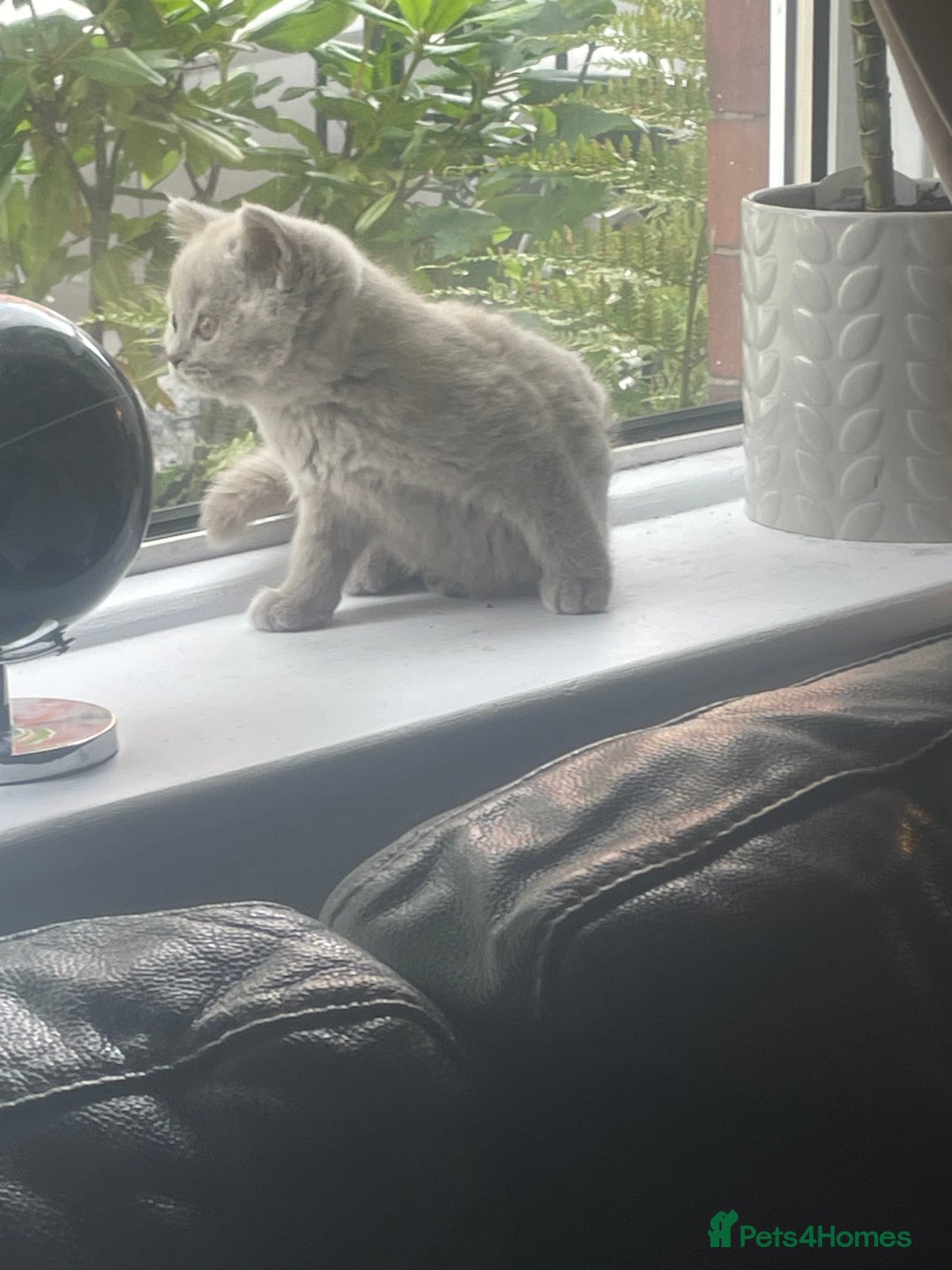 British Shorthair cats for sale: Beautiful British short hair kittens  - Image 26