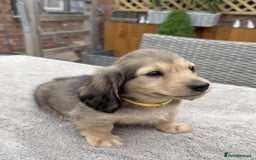 Miniature Dachshund dogs for sale: Long haired Shaded cream, 5 ⭐ licenced breeder - Image 9