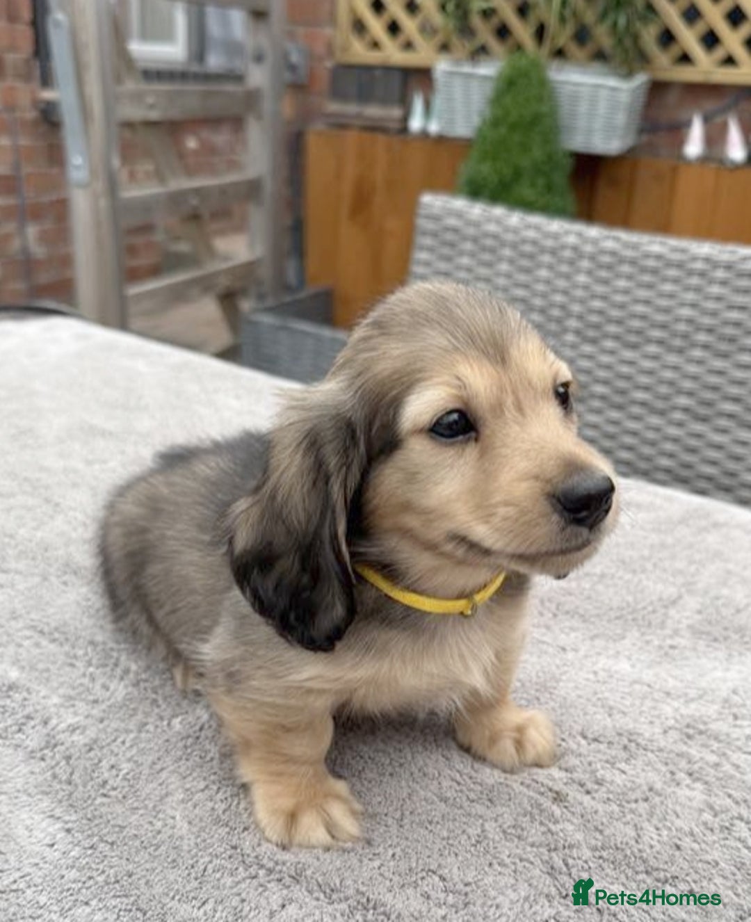 Miniature Dachshund dogs for sale: Long haired Shaded cream, 5 ⭐ licenced breeder - Image 9