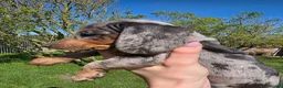 Dachshund dogs for sale: Standard KC Dachshunds  - Advert 14