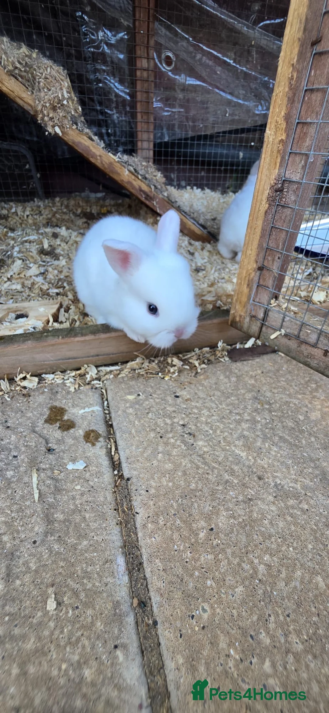 Mini Lop rabbits for sale: Rabbits available  - Advert 2