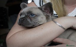 French Bulldog dogs for sale: French bulldog  puppies - Image 25