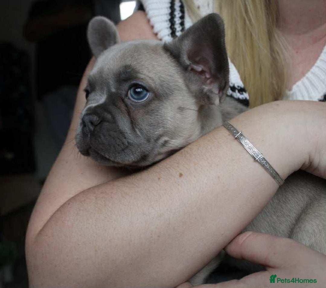 French Bulldog dogs for sale: French bulldog  puppies - Image 25