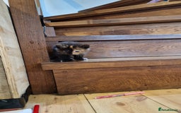 Maine Coon cats for sale: Beautiful Mainecoon X  9 kittens  - Image 9