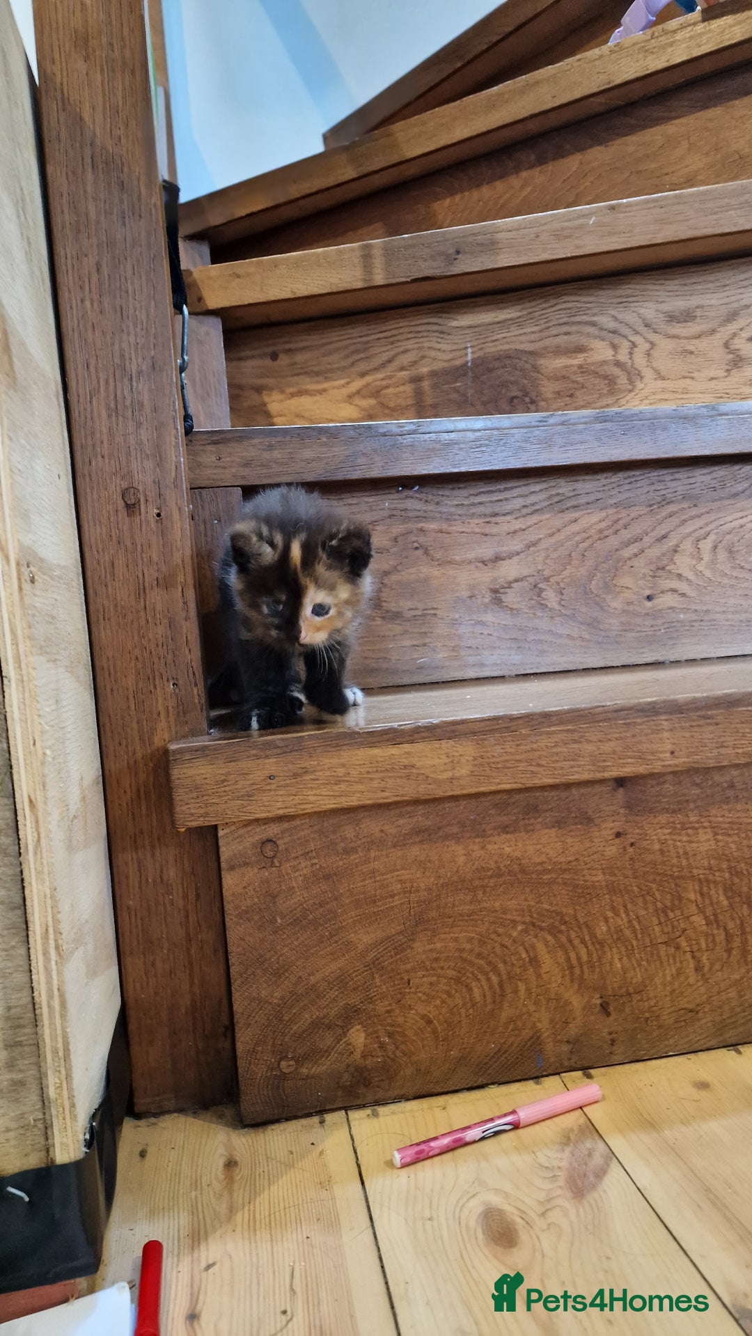 Maine Coon cats for sale: Beautiful Mainecoon X  9 kittens  - Image 9