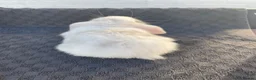 Mini Lop rabbits for sale: Adorable Mini lop baby bunnies 🐰 - Advert 6