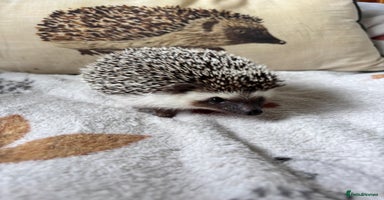 Pygmy Hedgehog rodents - Advert 12