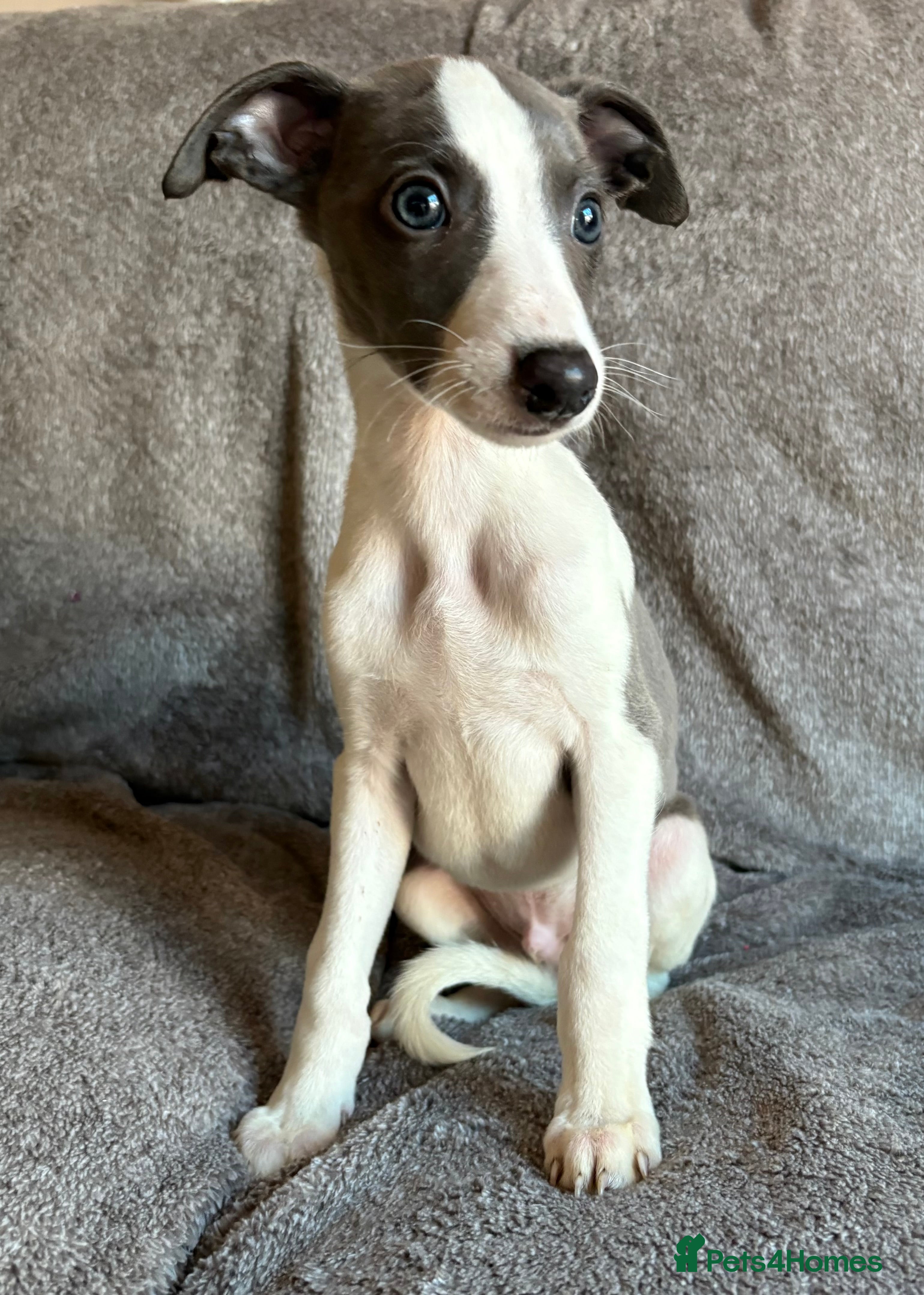 Whippet dogs 1 Gorgeous KC Reg Whippet Puppy  - Advert 6