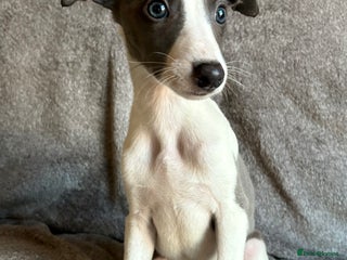 Whippet dogs 1 Gorgeous KC Reg Whippet Puppy - Advert 3