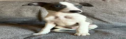 Whippet dogs for sale: 1 Gorgeous KC Reg Whippet Puppy - now reserved - Advert 1