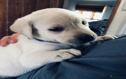 Labrador Retriever dogs for stud: Labrador Retriever for Stud - Marley in Gravesend - Image 8