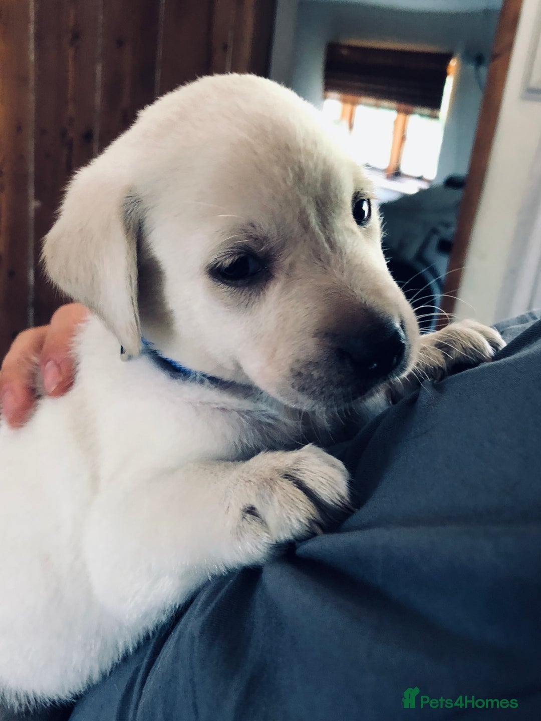 Labrador Retriever dogs for stud: Labrador Retriever for Stud - Marley in Gravesend - Image 8
