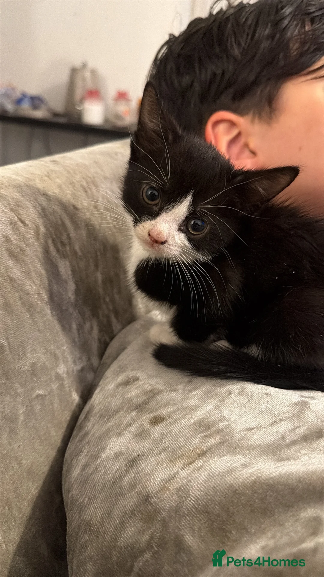Mixed Breed cats for sale: 3 beautiful kittens ready to leave now ❤️ in Dunstable - Advert 2