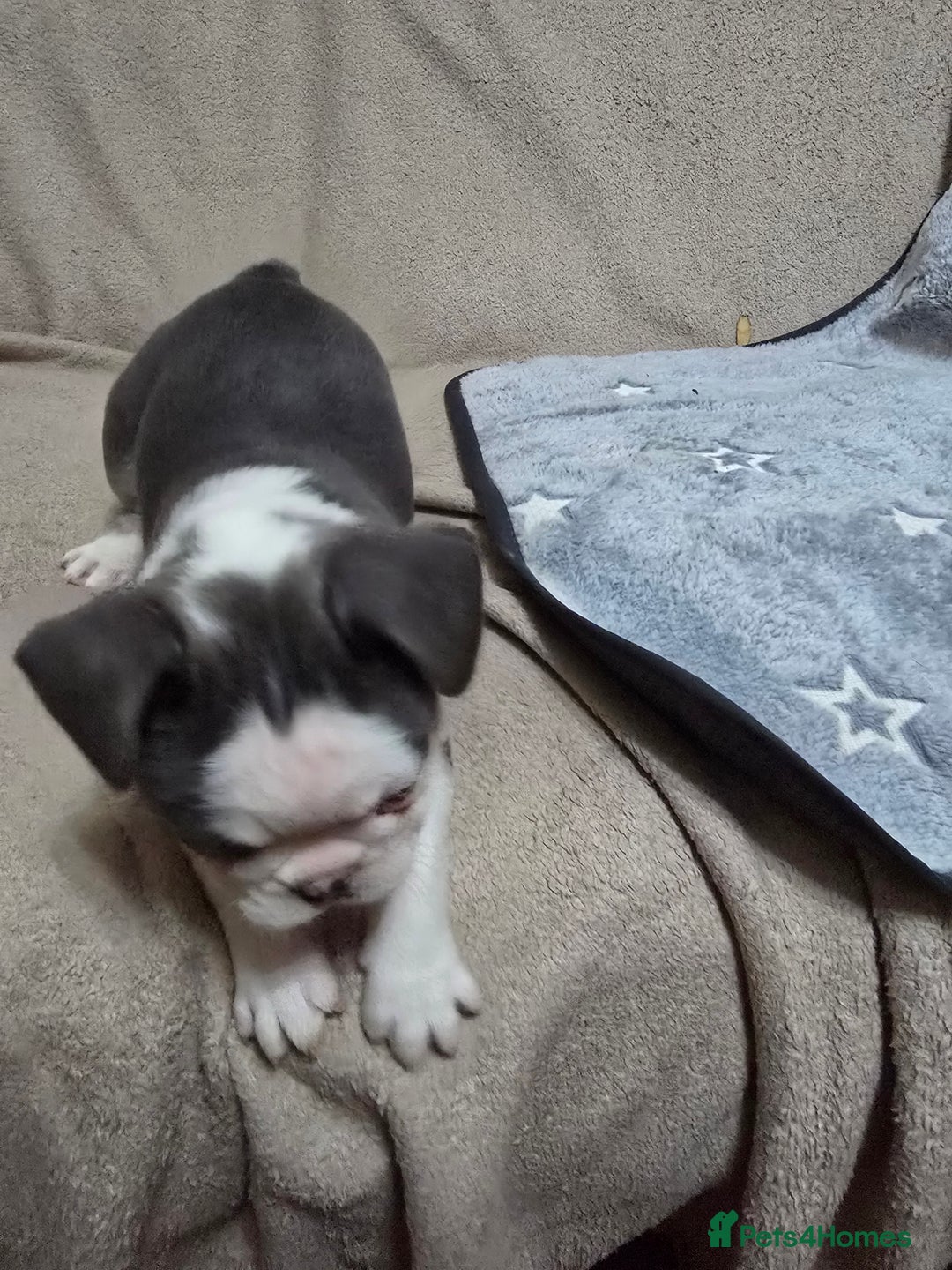 French Bulldog dogs for sale: Beautiful blue & White Blue & Tan - Advert 11