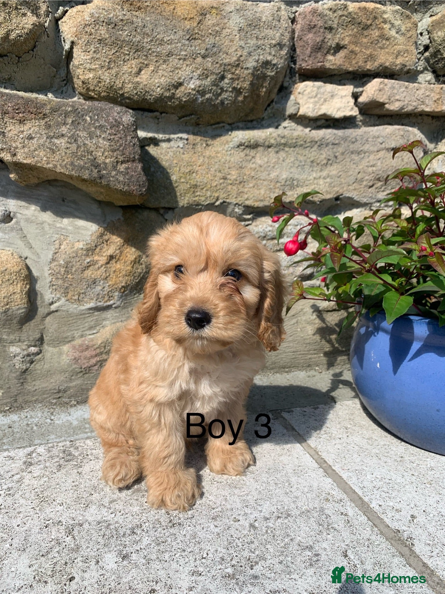 Cockapoo dogs Beautiful Cockapoo F1 puppies  - Advert 17