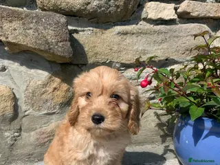 Cockapoo dogs Beautiful Cockapoo F1 puppies - Advert 17
