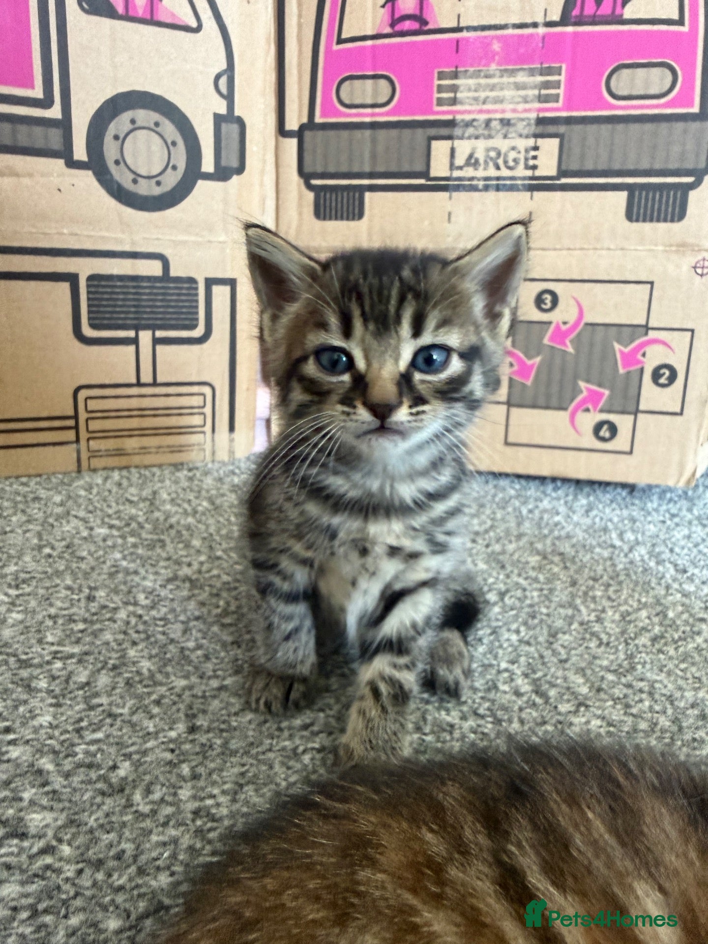 Bengal cats Bengal&Ginger Tabby mix  - Advert 10