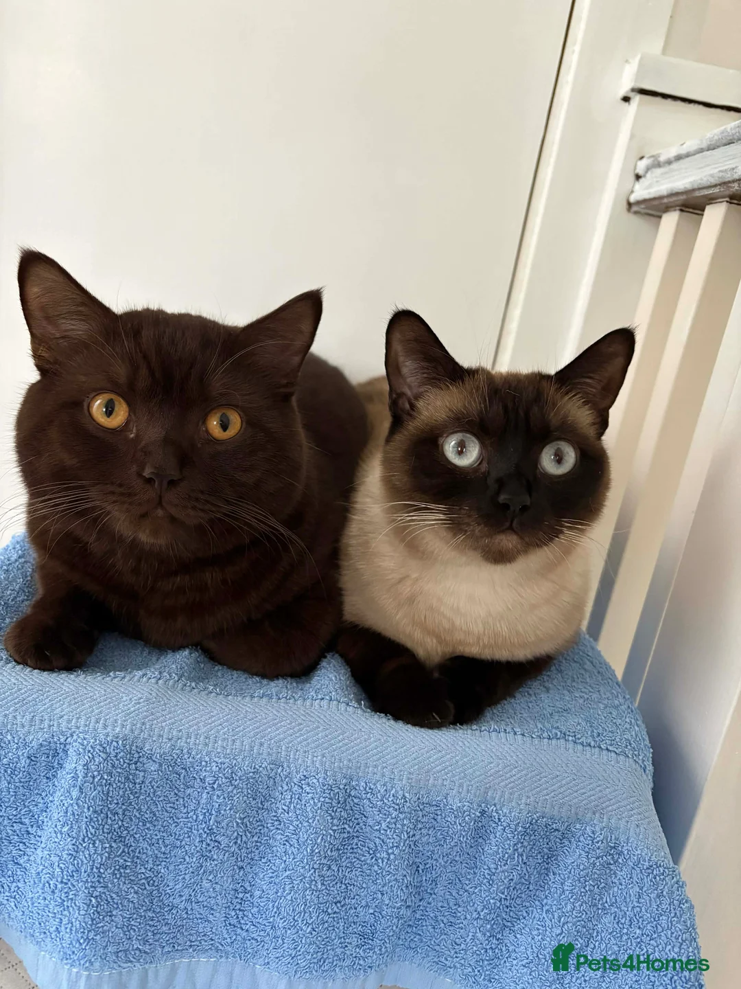 British Shorthair cats for sale: British Shorthair kittens  in Trowbridge - Advert 2