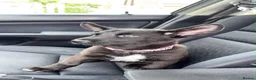 Shepsky dogs for sale: Rani  - Advert 4