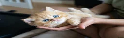 British Shorthair cats for sale: Beautiful Ginger Girl Tabby BSH Kitten - Advert 14