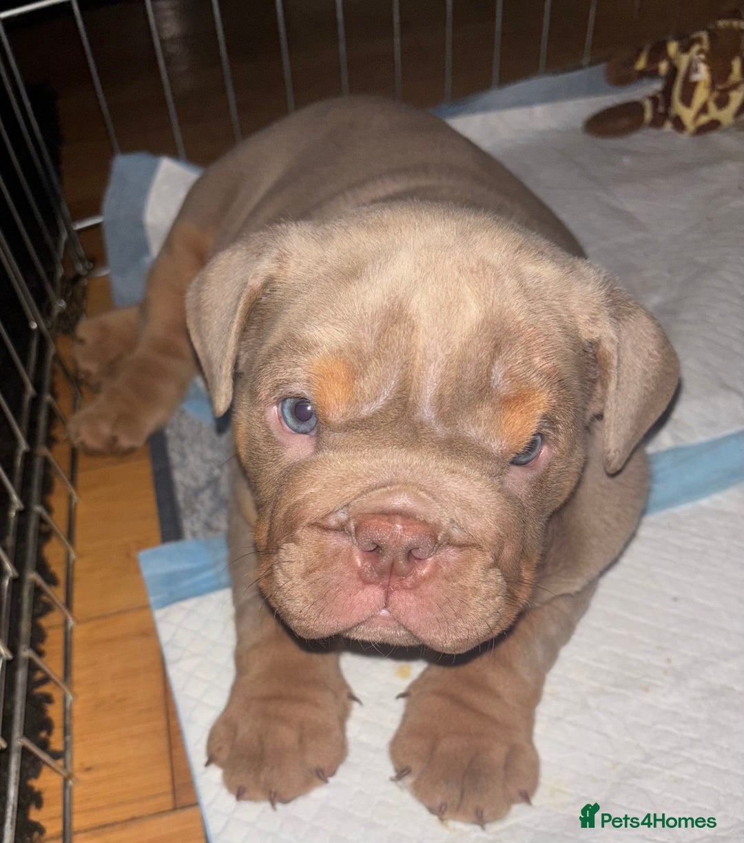 English Bulldog dogs for sale: 2 English bulldog 'lilac' puppies READY 8TH DEC 25 - Advert 6