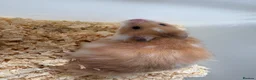 Hamster rodents for sale: Female Syrian hamsters  in Wilmslow - Advert 6