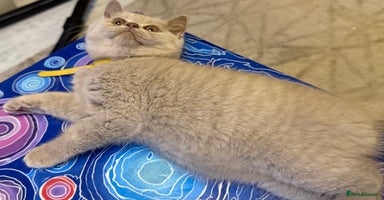 British Shorthair cats - Advert 16
