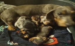 Dachshund dogs for sale: Beautiful minature daschunds  - Image 8