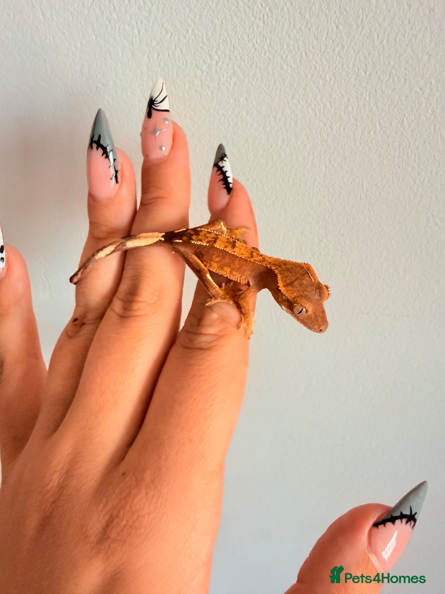 Gecko reptiles Baby crested gecko’s  - Advert 2