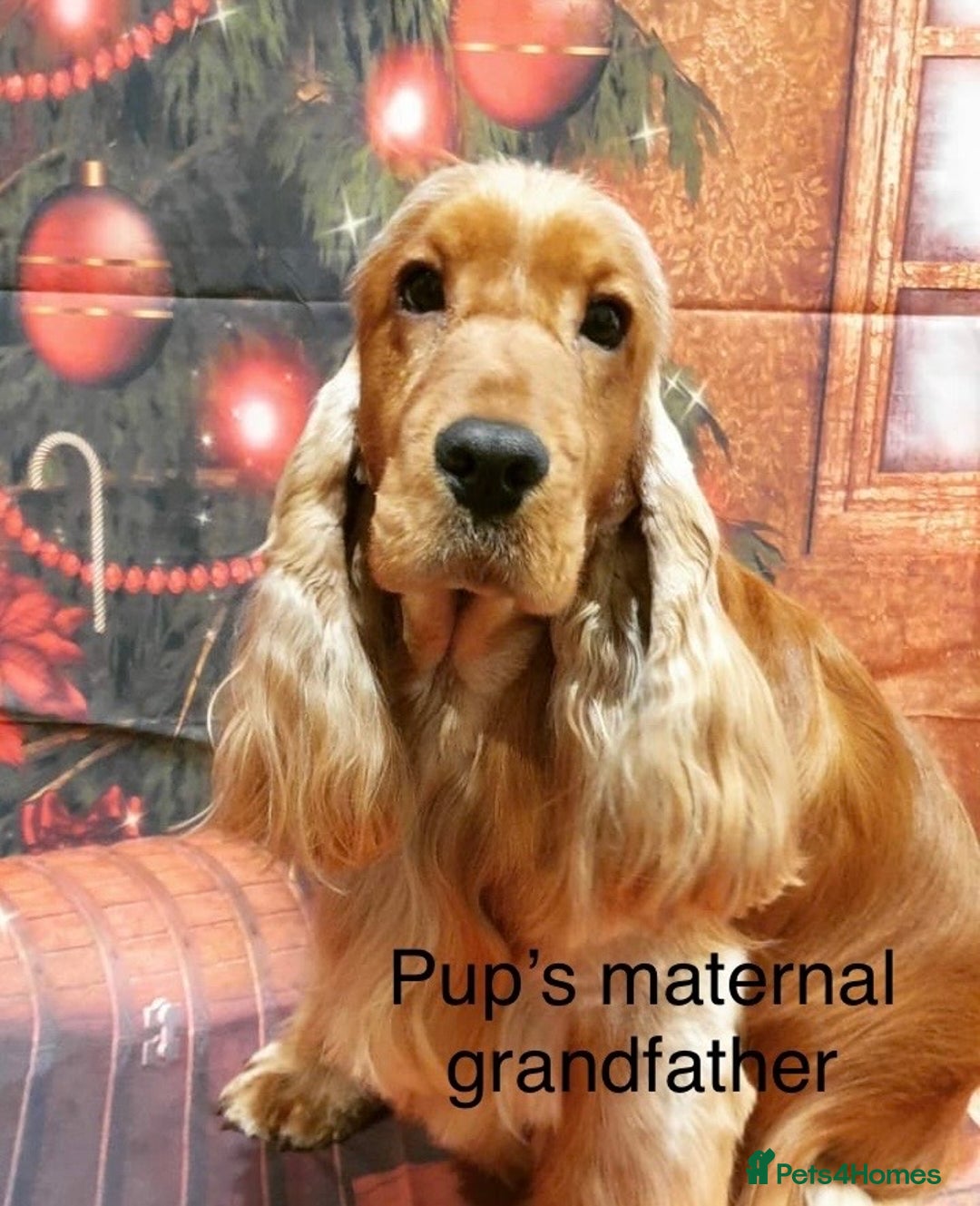 Cocker Spaniel dogs for sale: Your “furever” friend is here - Advert 6