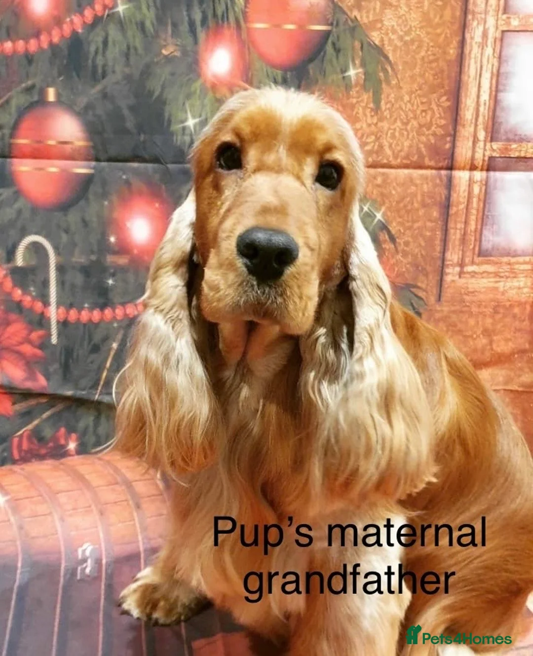 Cocker Spaniel dogs for sale: Gorgeous pair of pups remaining  - Advert 7