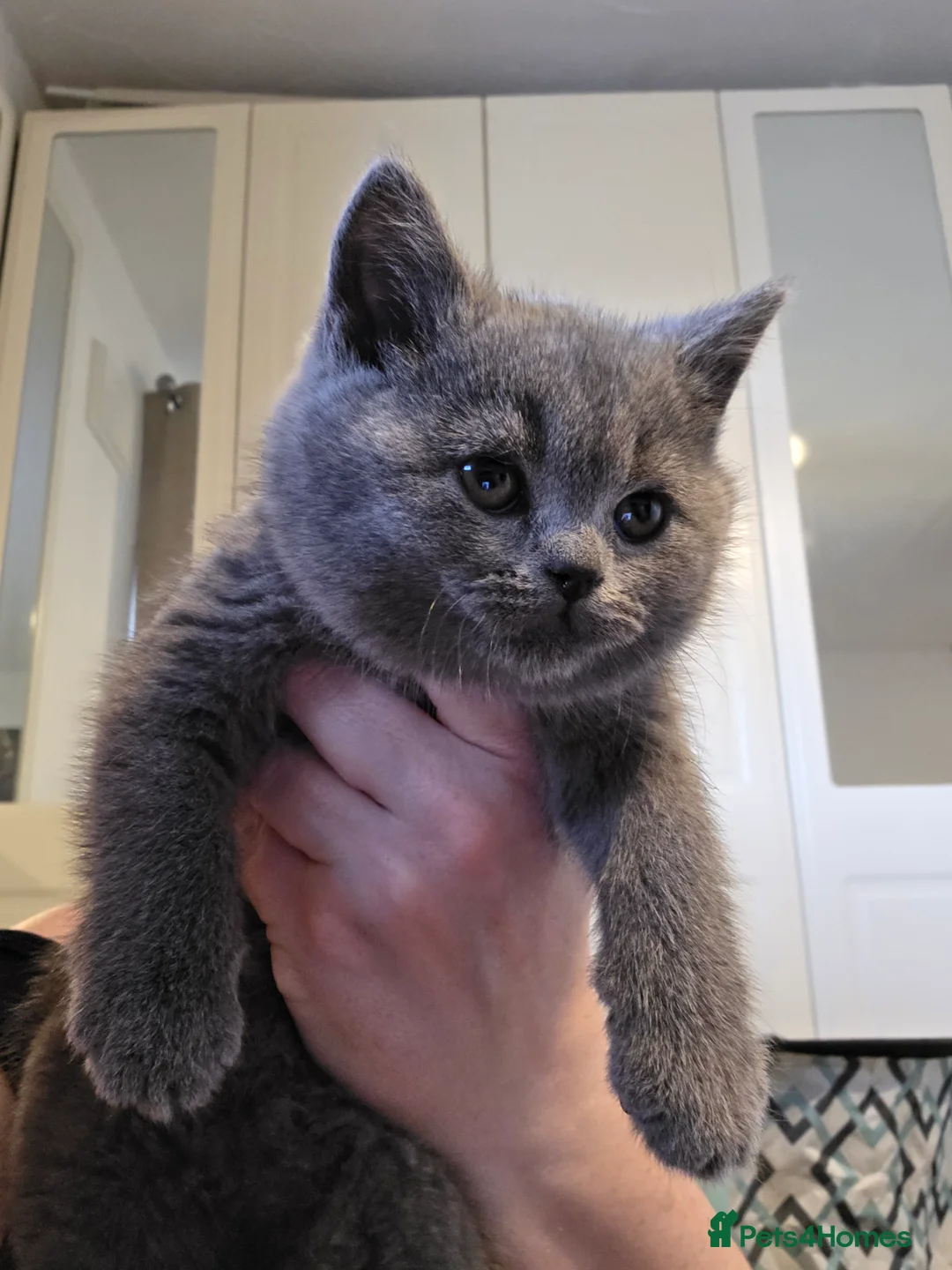 British Shorthair cats for sale: 🐱BRITISH SHORTHAIR🐱 - Advert 17