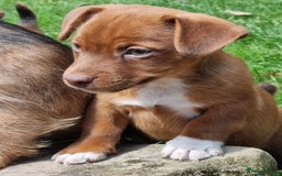 Mixed Breed dogs for sale: Gorgeous Jack Russell x Norfolk terrier pups  - Image 7