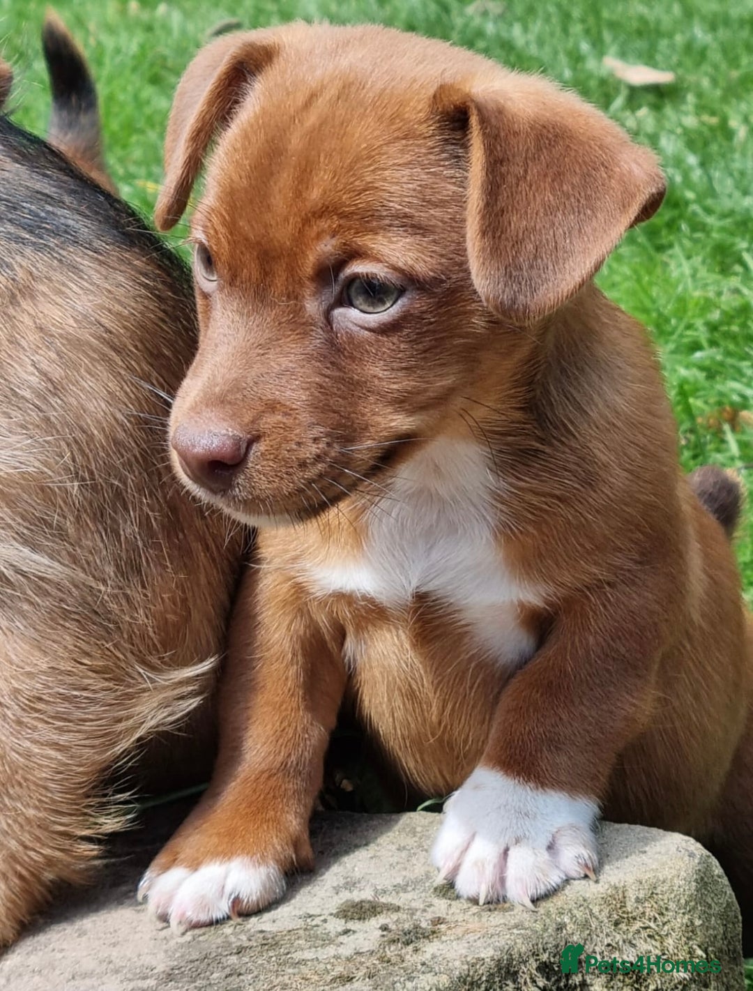 Mixed Breed dogs for sale: Gorgeous Jack Russell x Norfolk terrier pups  - Image 7