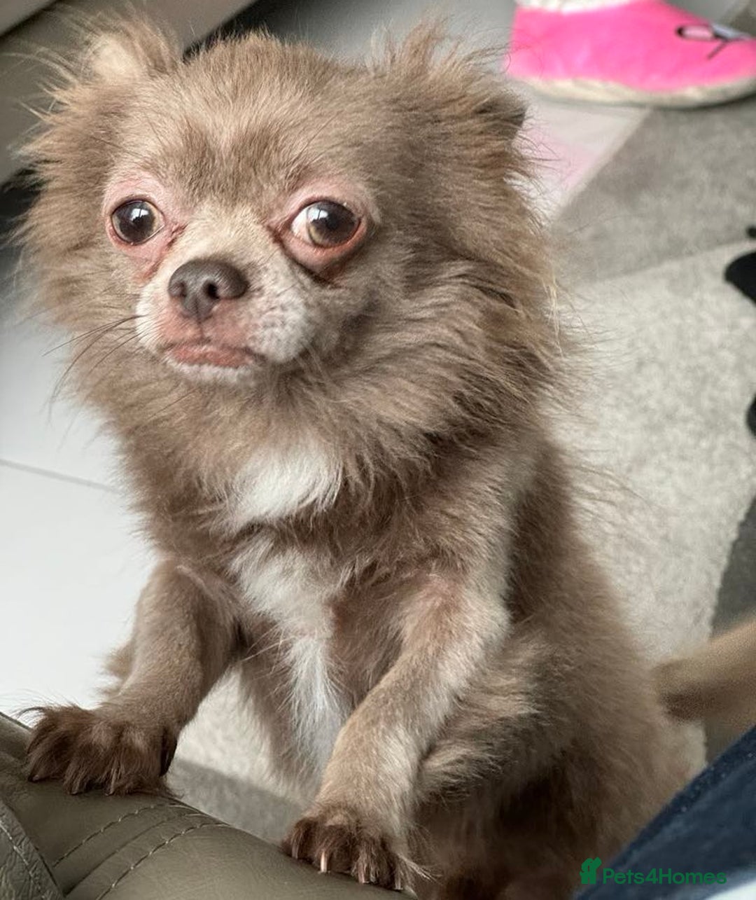 Chihuahua dogs for sale: Lilac Long Hair Chihuahua  - Image 2