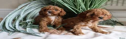 Cavapoo dogs for sale: All sold❤️ - Advert 15