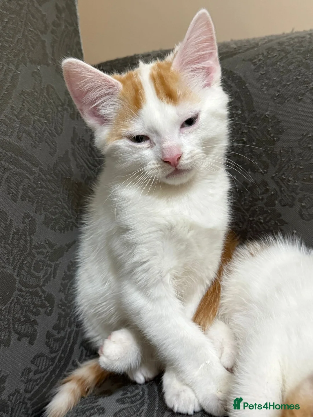 British Shorthair cats for sale: Two male kittens for adoption - Advert 7