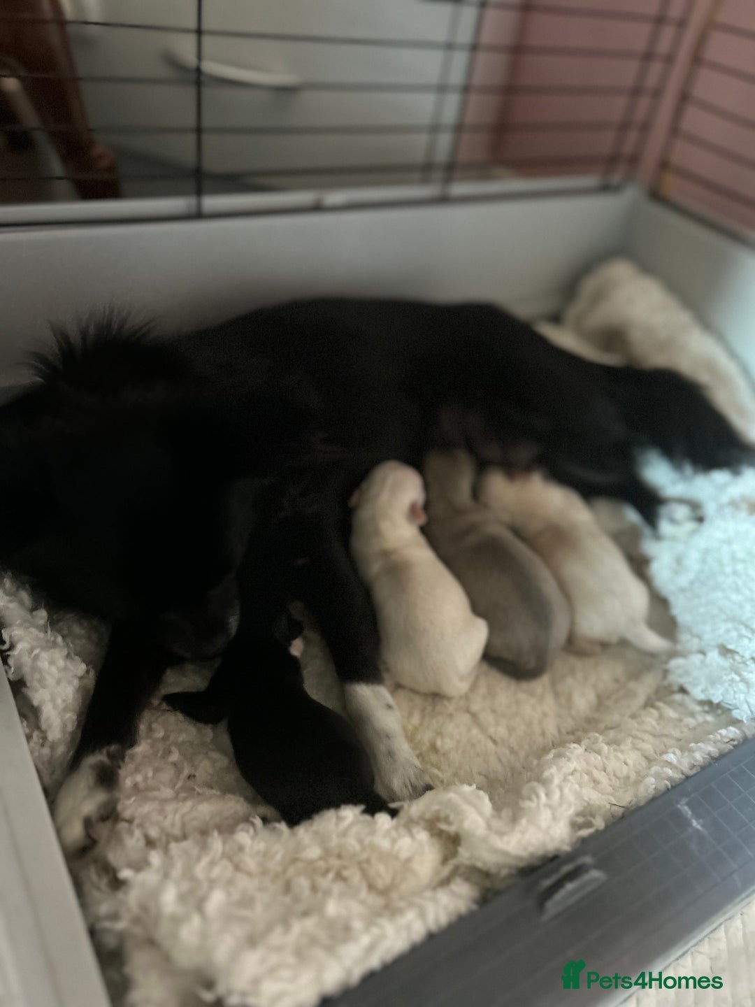 Chihuahua dogs for sale: FOR SALE CHIHUAHUA PUPPIES - Image 2