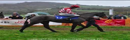 English Thoroughbred horses for sale: Racehorse for sale - Priced to sell - Advert 2
