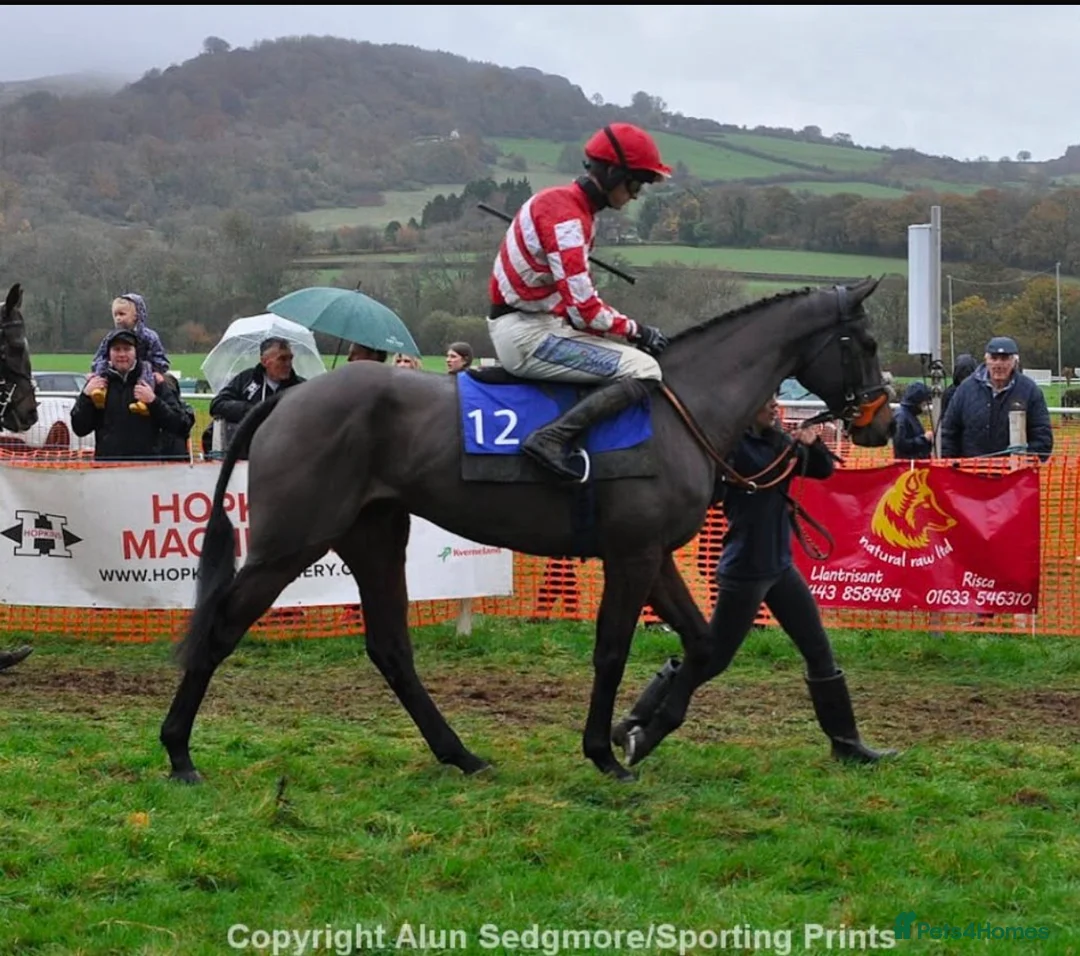 English Thoroughbred horses for sale: Racehorse for sale - Priced to sell - Advert 2
