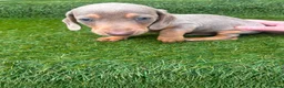 Miniature Dachshund dogs for sale: miniture dachshund - Advert 12