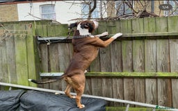 American Bulldog dogs for stud: American bulldog x mastiff for stud - Image 2