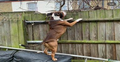 American Bulldog dogs - Advert 11