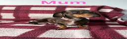 Miniature Dachshund dogs for sale: Miniature dachshund puppies in Perth - Advert 14