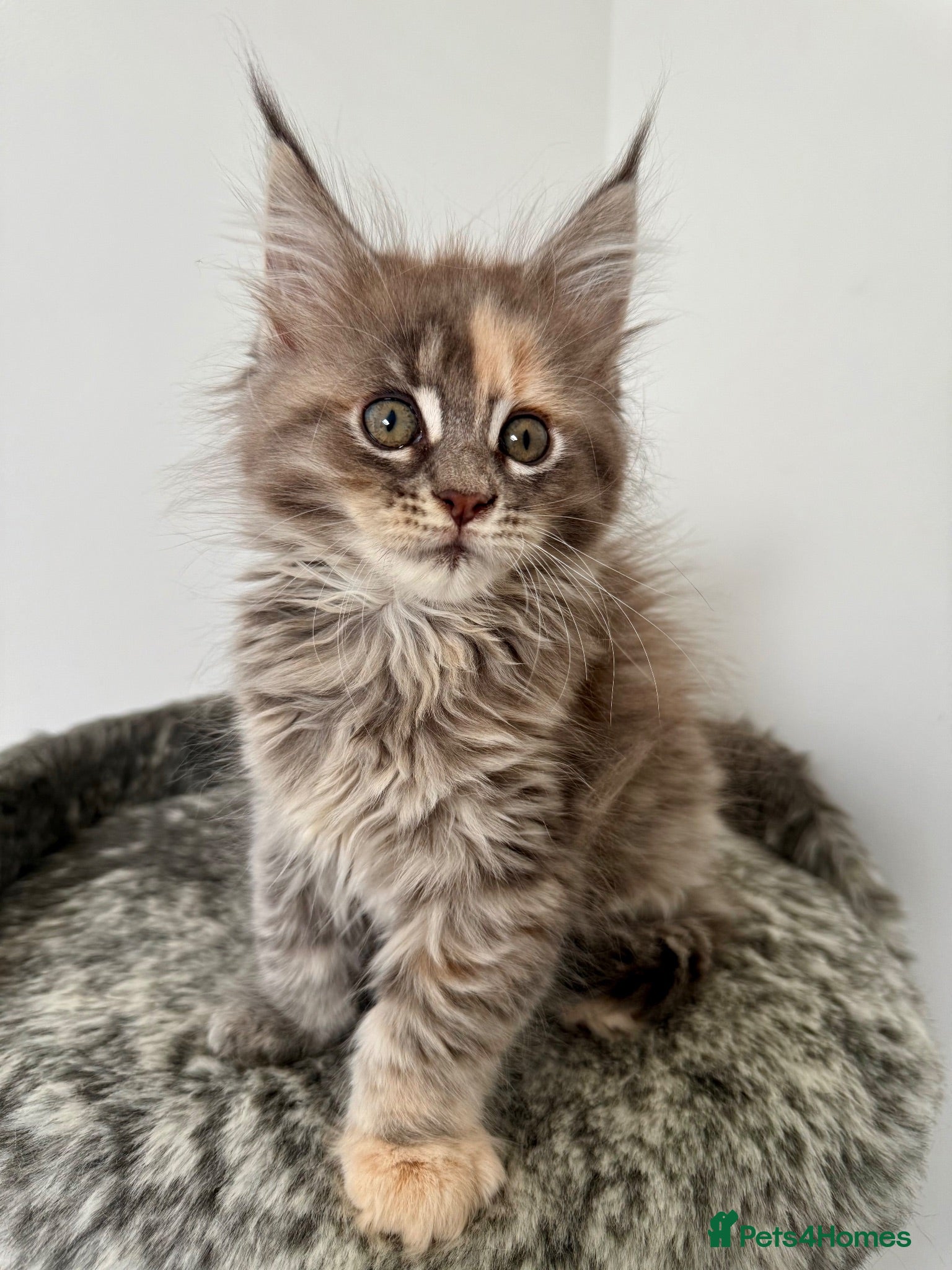 Maine Coon cats 🐾 Georgous TICA Maine Coon Kittens🐾 - Advert 2