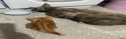 Domestic Shorthair cats for sale: Four beautiful kittens 9 weeks, READY TO GO! - Advert 33
