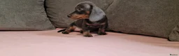 Miniature Dachshund dogs for sale: Ready to Leave  2 male 1 female in Bradford - Advert 19